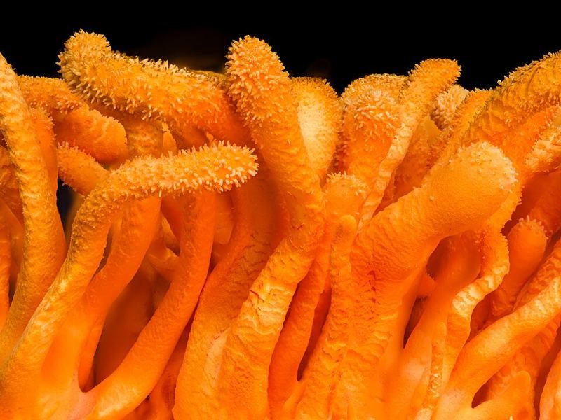Bright orange club-shaped Cordyceps militaris fruiting bodies with a finely bumpy surface, shown against a black background