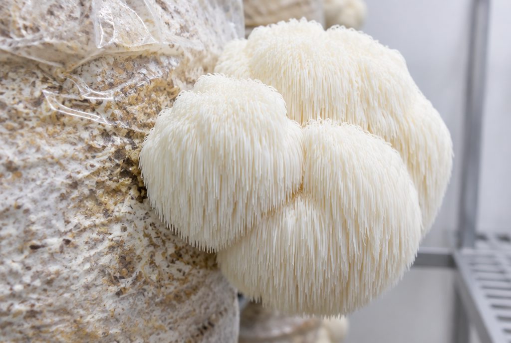 White lion's mane mushrooms with long spines fruiting from the side of a colonized sawdust block in a plastic bag