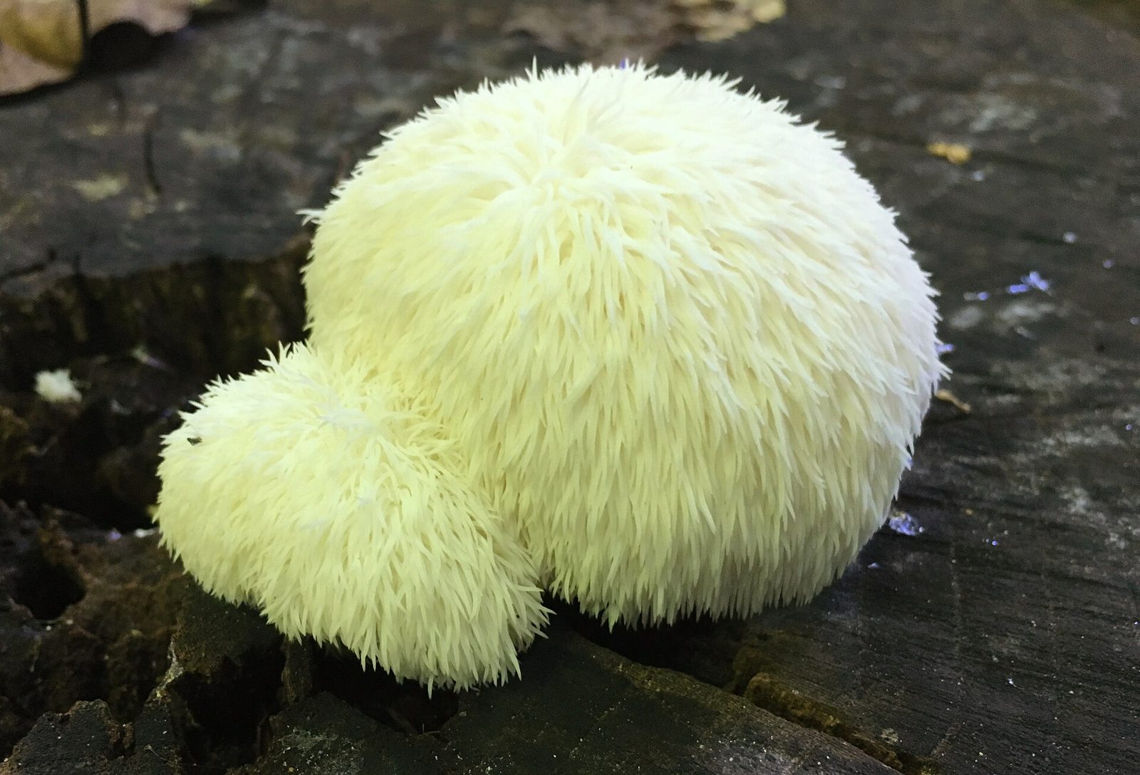 A pale, shaggy lion's mane mushroom with long soft spines hanging from a rounded body, on dark wood