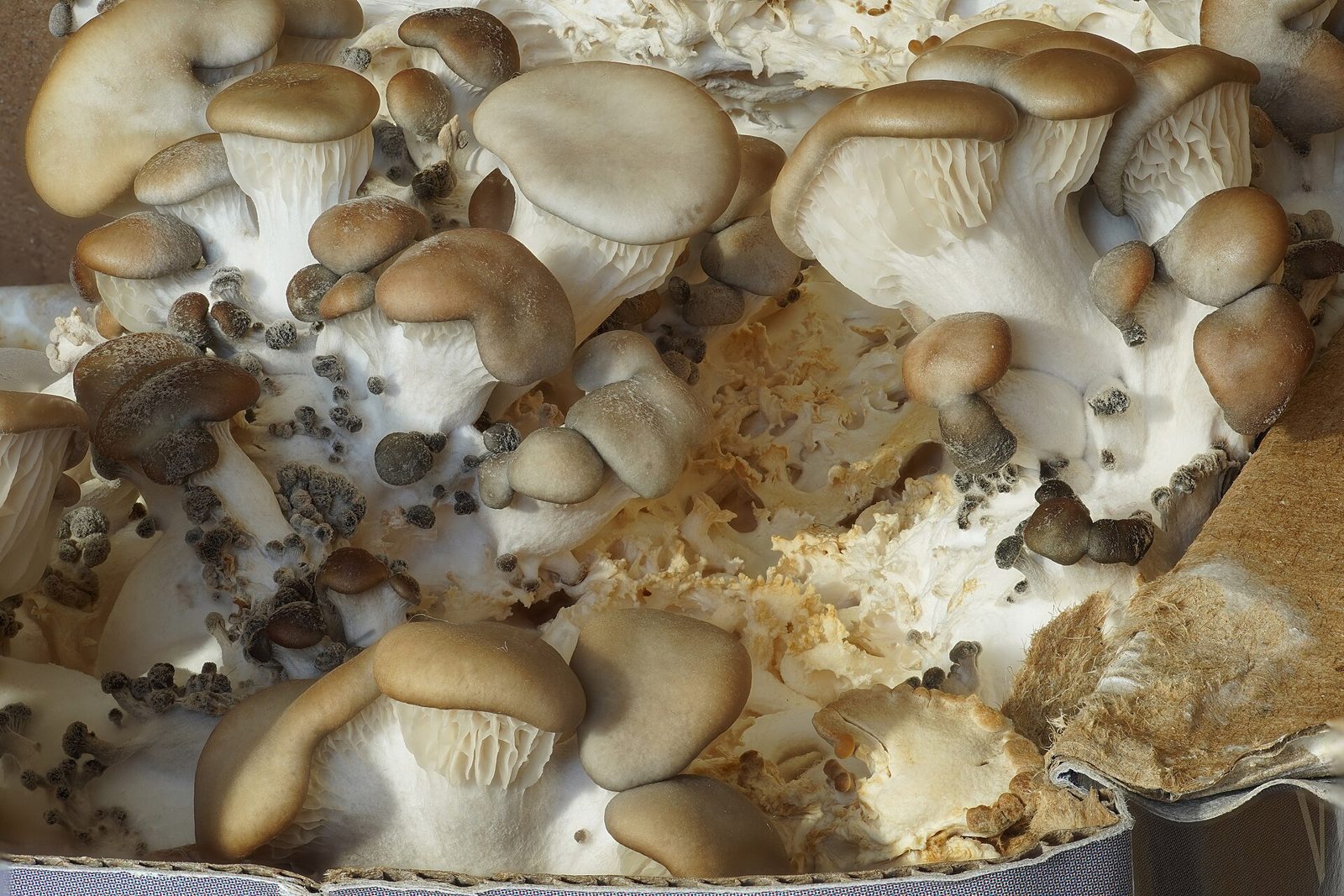 Oyster mushrooms fruiting from a colonized growing container