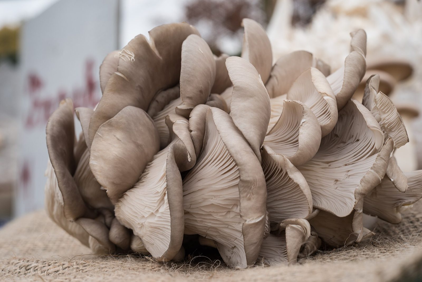 A ruffled cluster of grey-brown oyster mushrooms with pale gills resting on burlap