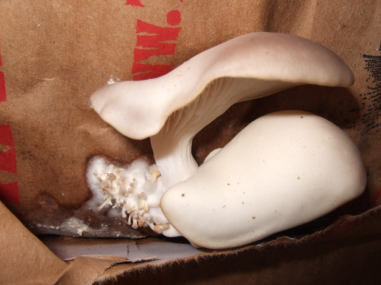 Two pale oyster mushrooms fruiting inside a brown paper bag, with tiny pins forming at the base