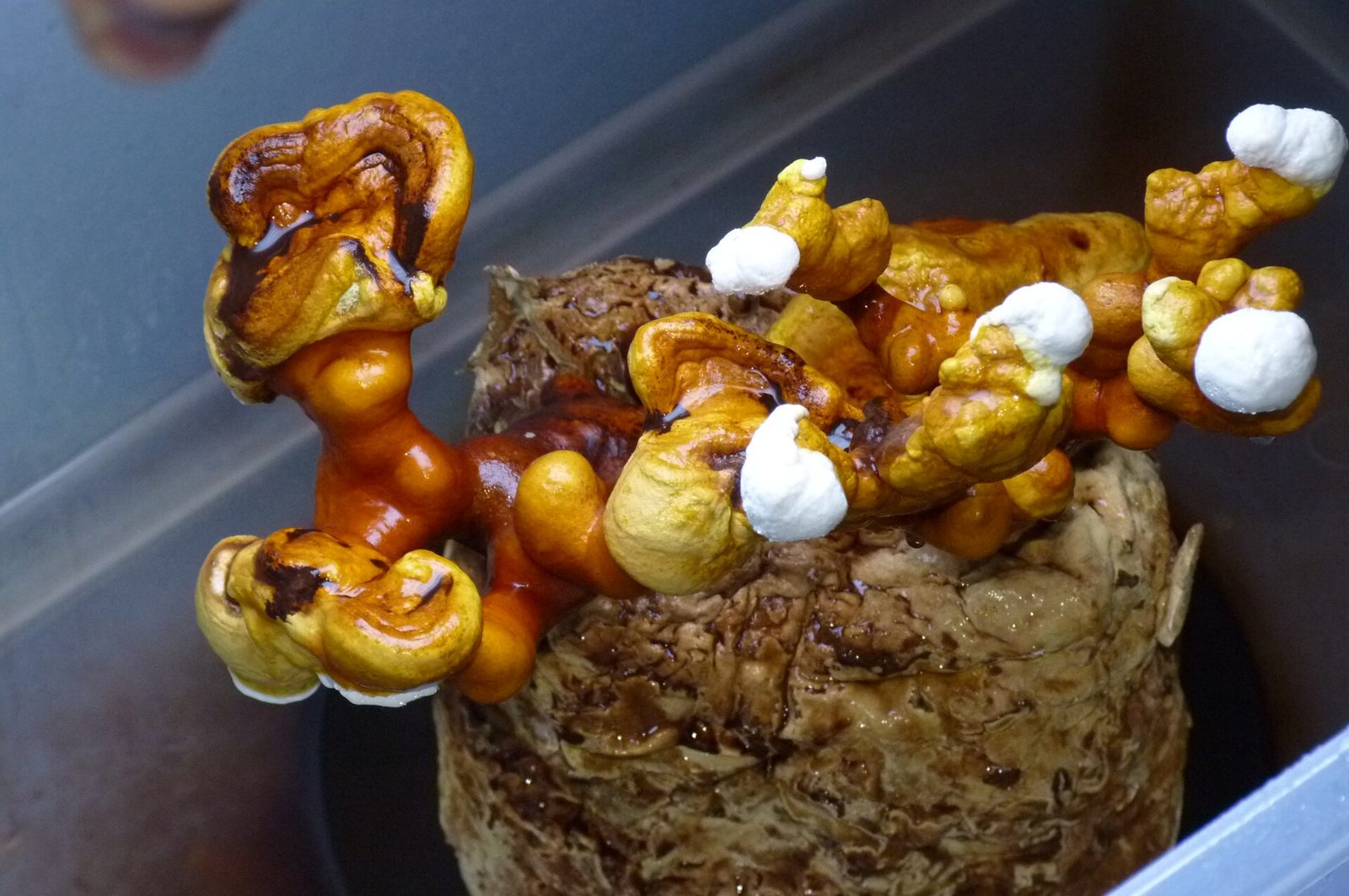 Reishi growing as glossy orange-brown antler-like fingers with white growing tips from a block of substrate in a plastic tub
