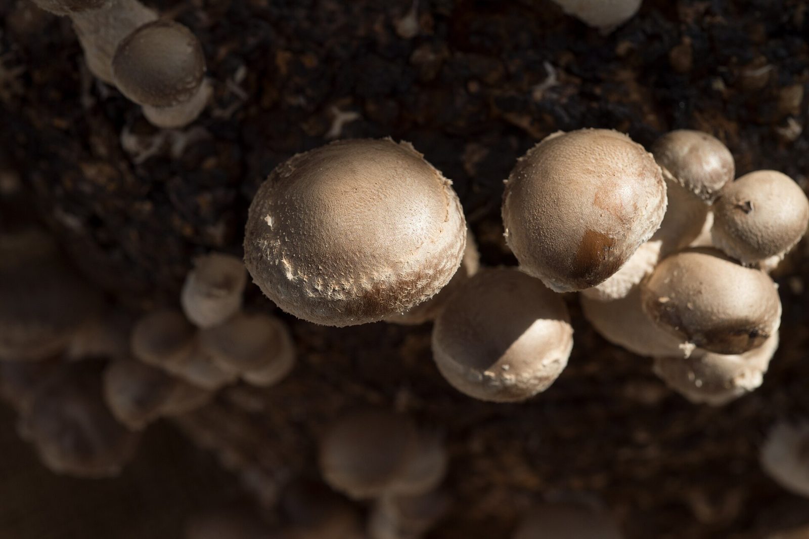 Rounded brown shiitake mushrooms with scaly caps fruiting from the dark bark of a hardwood log