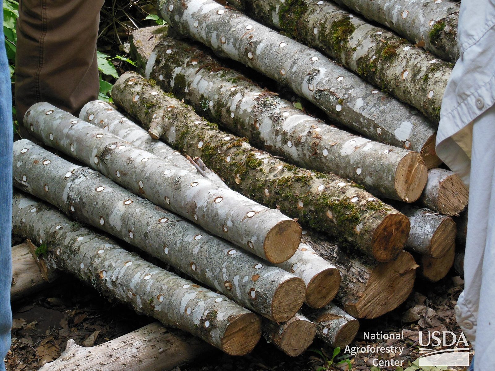 Stack of hardwood logs prepared for growing shiitake mushrooms