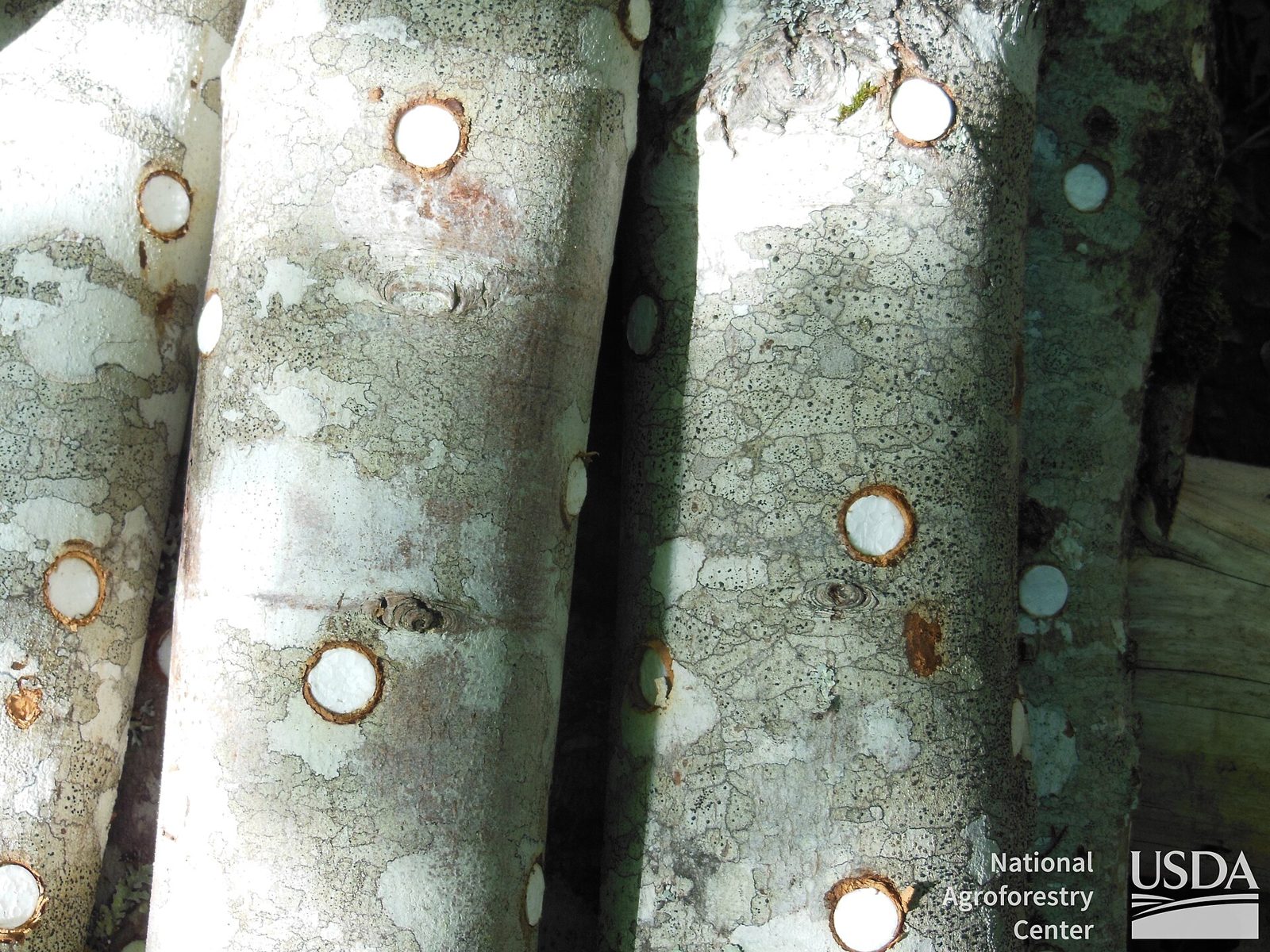 Close view of hardwood logs with round plug-spawn holes drilled and sealed in rows along the bark