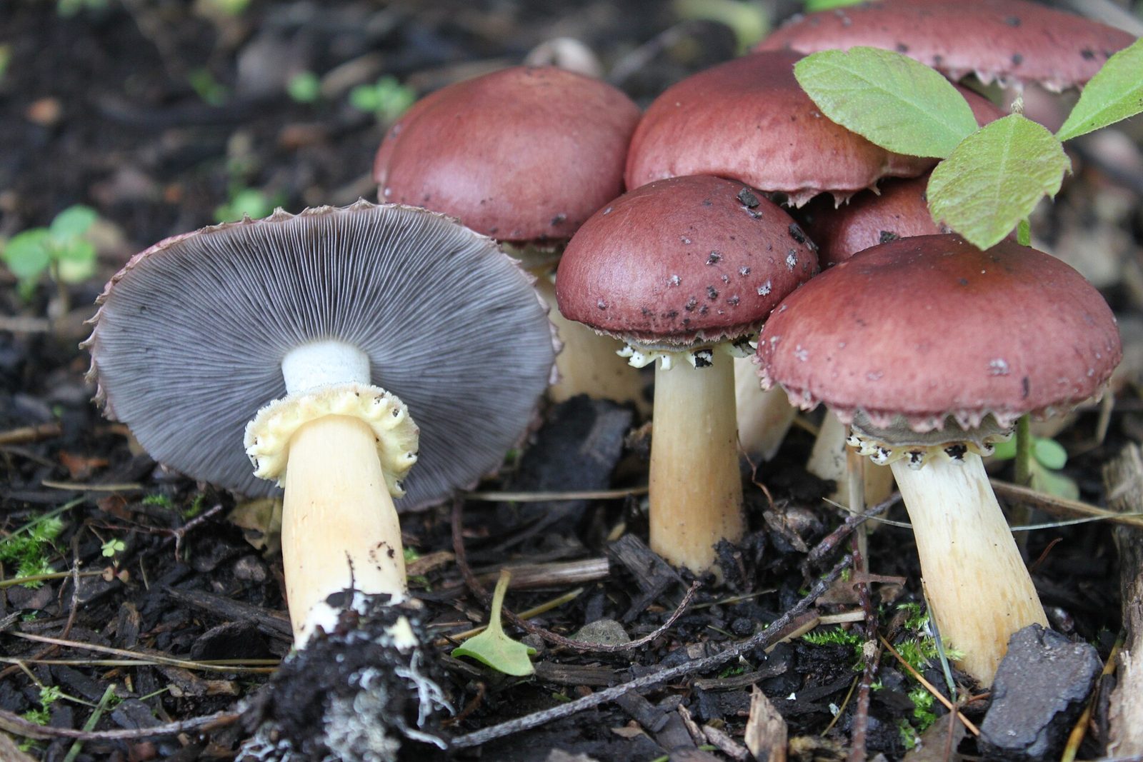 A group of wine cap mushrooms with wine-red caps and pale stems on dark mulch, with one cap turned over to show its gills