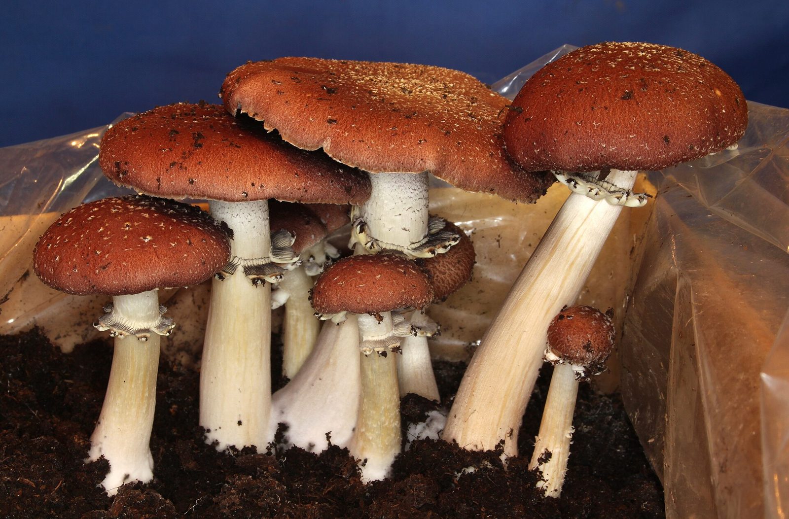 A cluster of wine cap mushrooms with rust-red caps, pale stems and ragged rings, fruiting from a bed of dark substrate